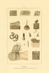 Piel humana, 1833-39